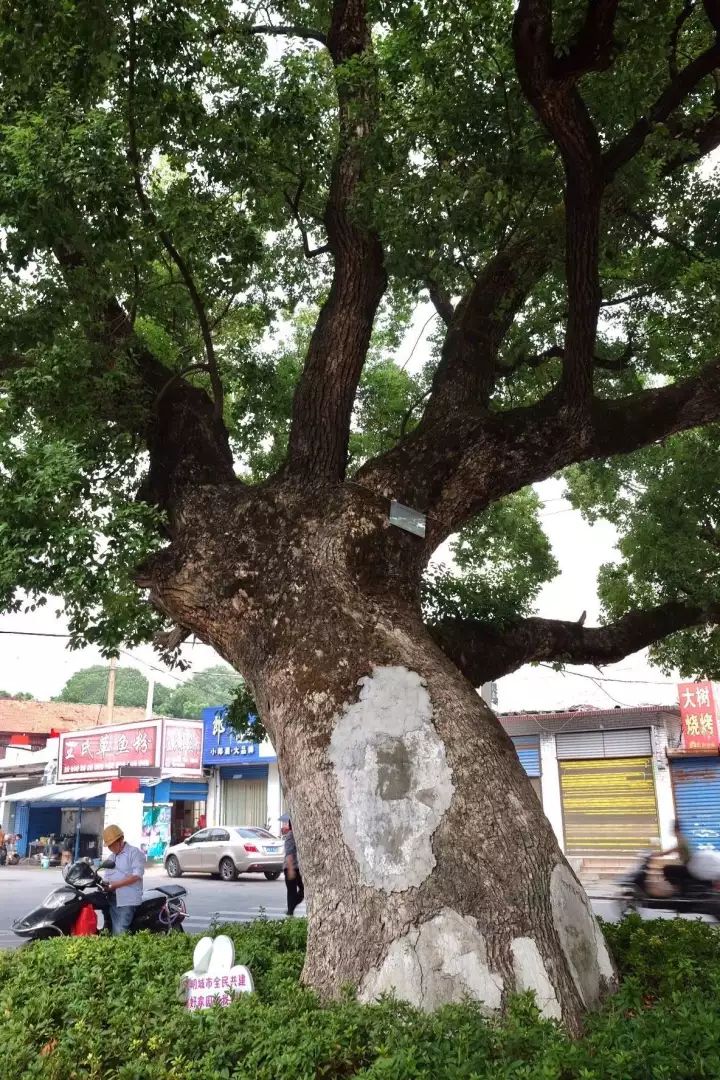 「红棉·长河」三棵古树牵出的百年铁路