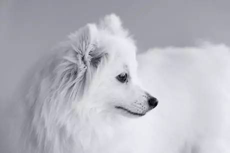 黄色毛的狗狗是什么品种,狗狗品种大全及图片与介绍