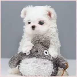 黄色毛的狗狗是什么品种,狗狗品种大全及图片与介绍