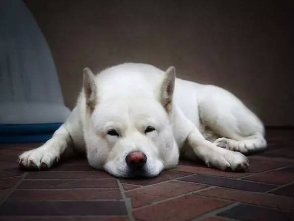 黄色毛的狗狗是什么品种,狗狗品种大全及图片与介绍