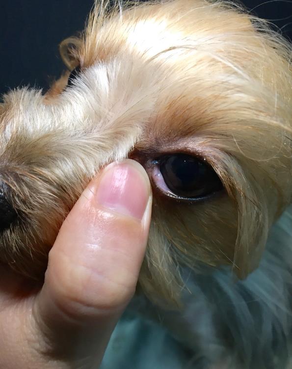 怎么样自己给狗疏通鼻泪管,养狗小妙招小技巧大全