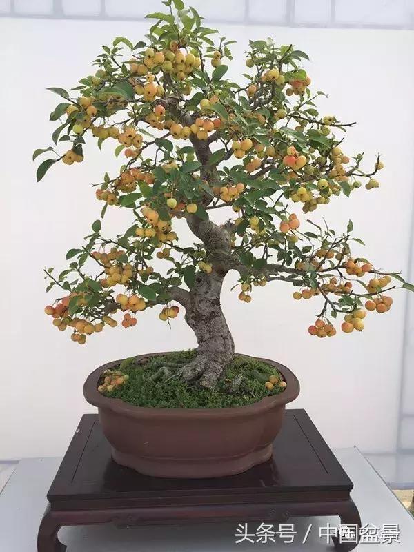 如何看待盆景的技法,盆景入坑的十大感受