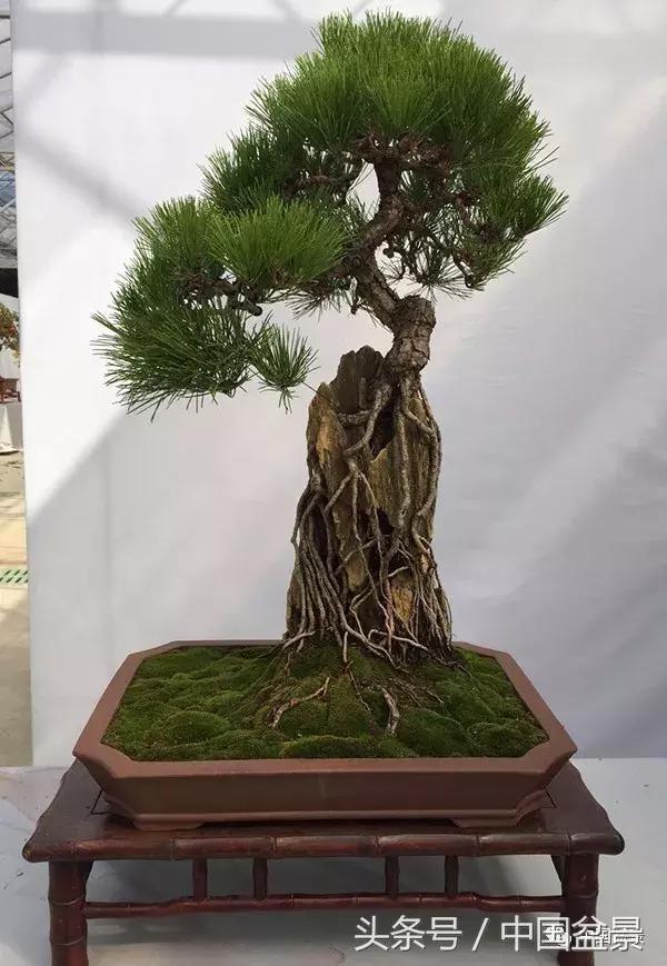 如何看待盆景的技法,盆景入坑的十大感受