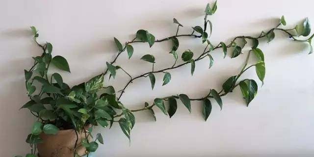 水培懒人绿萝怎么养才能更旺盛,水培花草绿萝怎么养小技巧科普