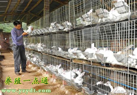 四川肉兔养殖方法,适合重庆地区养殖的肉兔