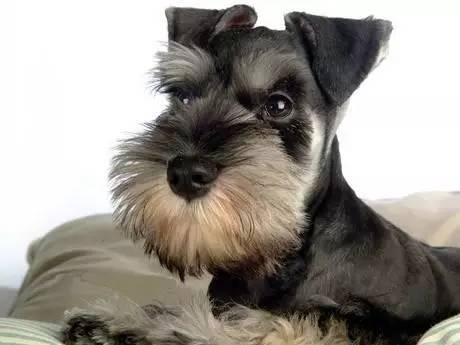 黄色毛的狗狗是什么品种,狗狗品种大全及图片与介绍