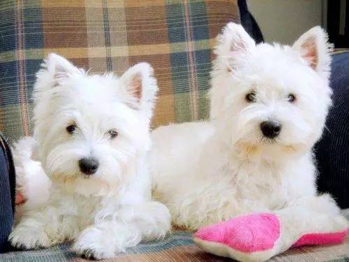 黄色毛的狗狗是什么品种,狗狗品种大全及图片与介绍