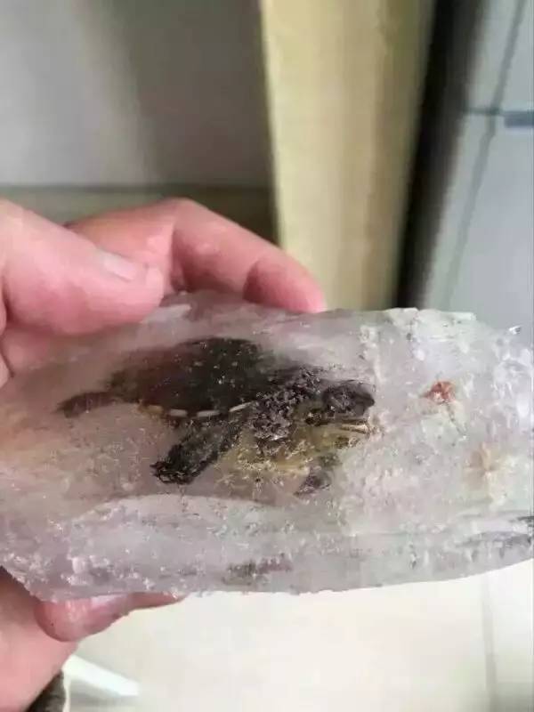 有哪些关于乌龟的冷知识,乌龟的物种介绍