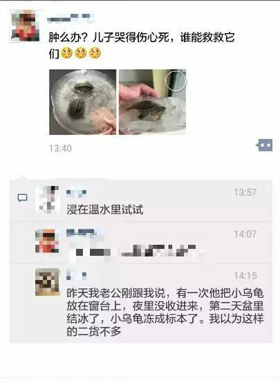 有哪些关于乌龟的冷知识,乌龟的物种介绍