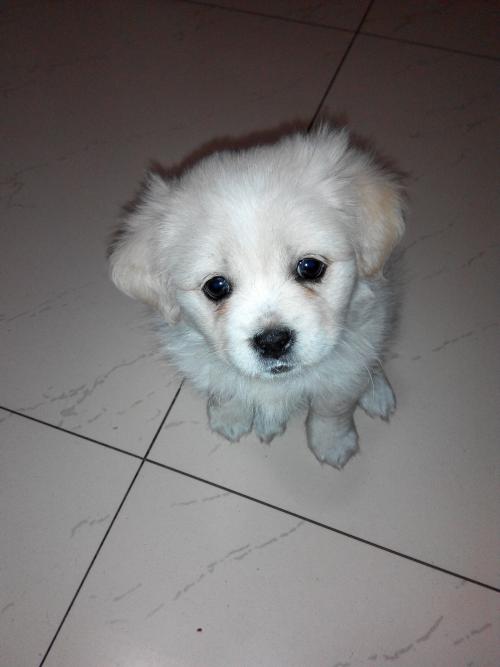 义乌市不允许养哪些狗,义乌养犬规定