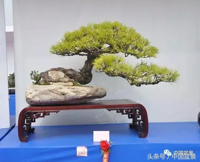 如何看待盆景的技法,盆景入坑的十大感受