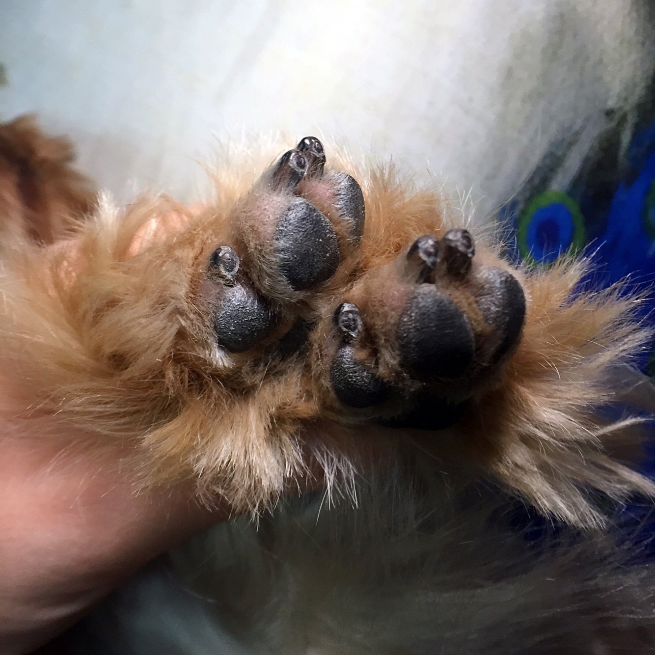 一个月狗狗剪指甲正确方法,养狗妙招大全