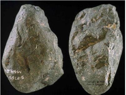 猿变人的原因,人类进化史的猿类是怎么来的