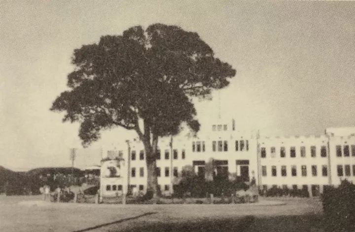 「红棉·长河」三棵古树牵出的百年铁路