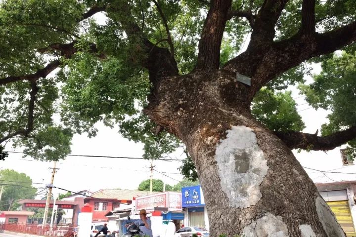 「红棉·长河」三棵古树牵出的百年铁路