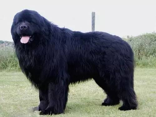 黄色毛的狗狗是什么品种,狗狗品种大全及图片与介绍