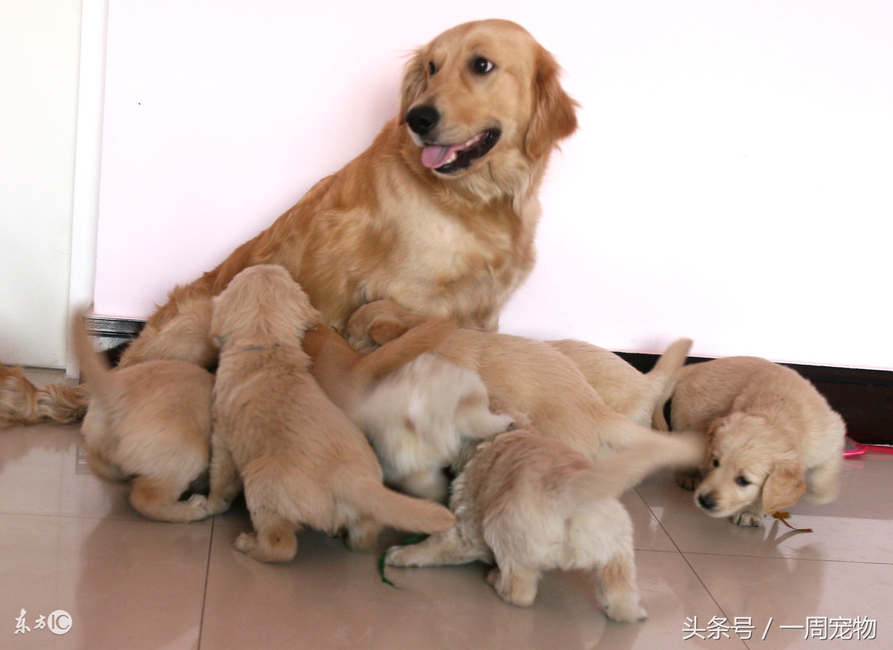 幼犬金毛感冒怎么办,金毛犬感冒了怎么治