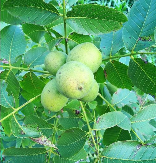 你不知道的大秦岭——2000年历史的商洛核桃，毛主席一生所爱