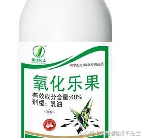 多肉植物有小黑飞怎么办,怎么消灭多肉植物上的白虫