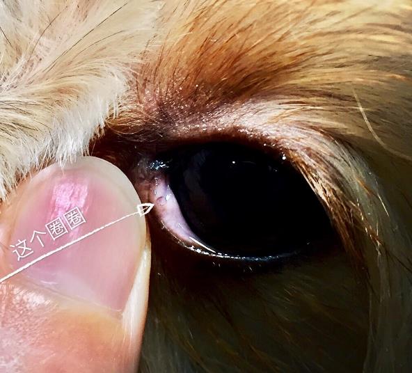 怎么样自己给狗疏通鼻泪管,养狗小妙招小技巧大全