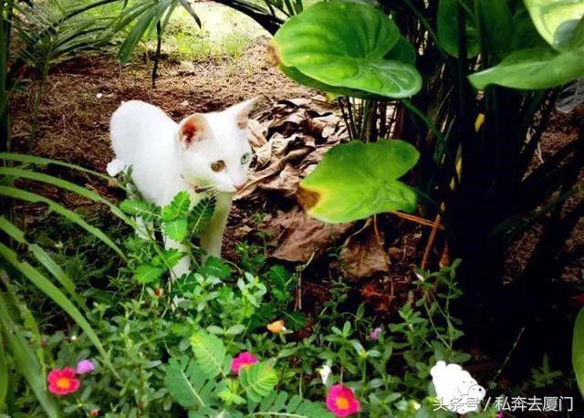 厦门民宿厦门慢生活雅厝别苑,厦门索居奢野villa海景民宿