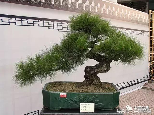 如何看待盆景的技法,盆景入坑的十大感受