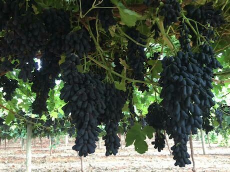 陕西甜蜜蓝宝石葡萄苗价格,甜蜜蓝宝石葡萄是什么品种