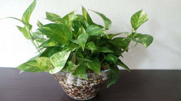 水培懒人绿萝怎么养才能更旺盛,水培花草绿萝怎么养小技巧科普