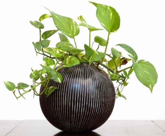 水培懒人绿萝怎么养才能更旺盛,水培花草绿萝怎么养小技巧科普