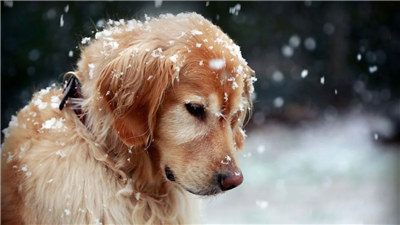 金毛犬怎么养跟训练,金毛犬好训练吗要怎么训练