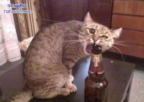 超级搞笑图片二十张不信你不笑,搞笑的图片笑到肚子痛