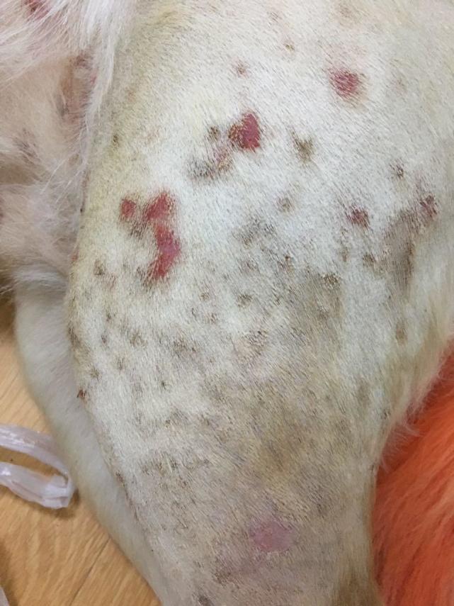 閾插睅瀹樿濡備綍姝ｇ‘鐨勪负鐙楃嫍姊虫瘺,閾插睅瀹樼粰鑷繁瀹剁嫍鍓冩瘺