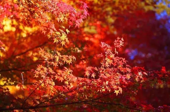 南京骑行最美路线浦口老山,南京十大最美骑行路