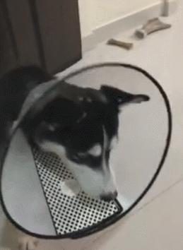 哈士奇吃柠檬视频完整版,哈士奇吃柠檬搞笑版