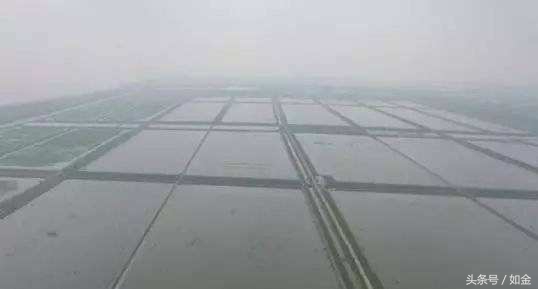 稻田养甲鱼如何赚钱,稻田养甲鱼一亩成本多少钱