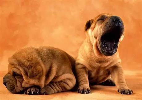 黄色毛的狗狗是什么品种,狗狗品种大全及图片与介绍