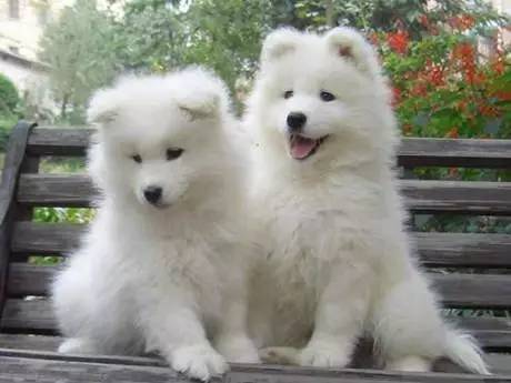 黄色毛的狗狗是什么品种,狗狗品种大全及图片与介绍