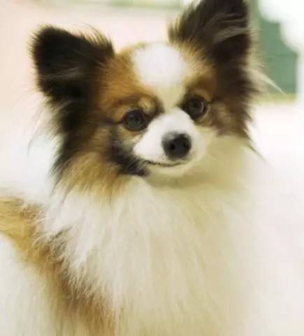 黄色毛的狗狗是什么品种,狗狗品种大全及图片与介绍