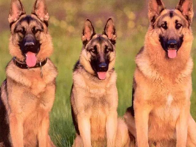 黄色毛的狗狗是什么品种,狗狗品种大全及图片与介绍