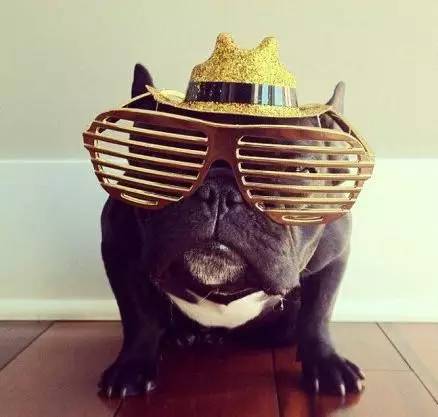 黄色毛的狗狗是什么品种,狗狗品种大全及图片与介绍