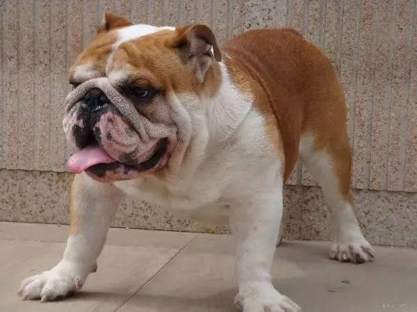 黄色毛的狗狗是什么品种,狗狗品种大全及图片与介绍