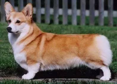 黄色毛的狗狗是什么品种,狗狗品种大全及图片与介绍