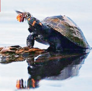 有哪些关于乌龟的冷知识,乌龟的物种介绍