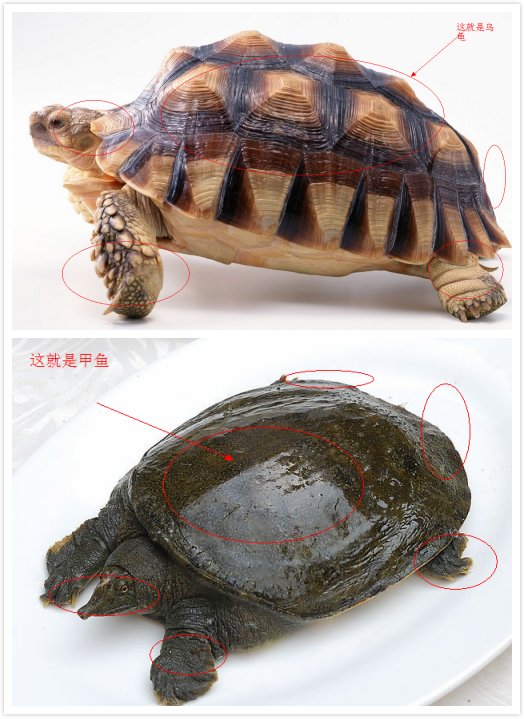 有哪些关于乌龟的冷知识,乌龟的物种介绍