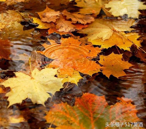 蒸阿胶泡黄酒,黄酒浸阿胶