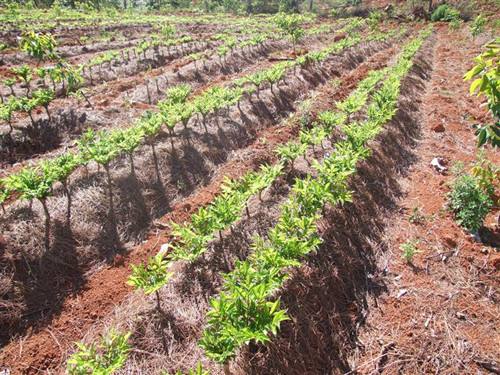魔芋是个什么植物,魔芋这种植物是怎么来的