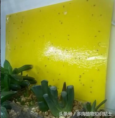 多肉植物有小黑飞怎么办,怎么消灭多肉植物上的白虫