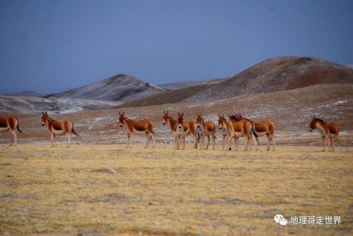 最后的藏北无人区,藏北无人区旅游
