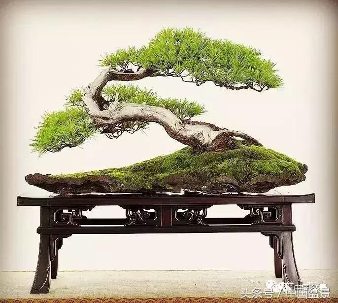 如何看待盆景的技法,盆景入坑的十大感受