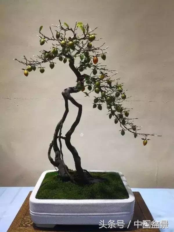 如何看待盆景的技法,盆景入坑的十大感受